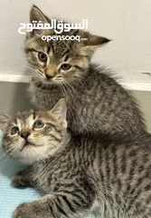  1 Kittens for adoption