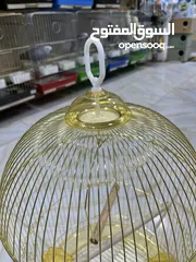  1 قفص دهبي مطاول