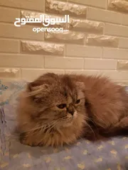  4 قطه سكوتش مطعم بهملايا يعمر 7 اشهر