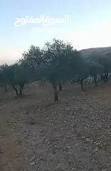  1 قطعة ارض للبيع