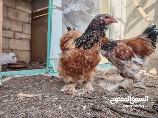  12 امهات لاحم فرخات صوص حبش قرميدي  براهما ديوك باكستاني و فرخات  صوص باكستاني خط أول اقرأ الاعلان