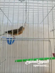  8 بندوق حسون  بحككي حسون مرفق فيديو نار لتعليم الفراخ