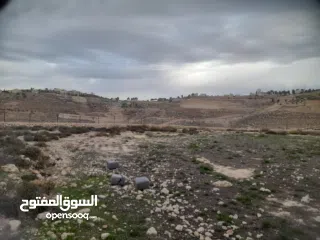  3 1800 م ارض طابو A الخليل دورا  خرسه