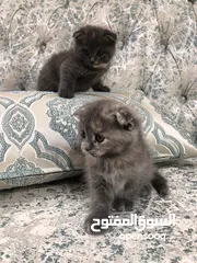  4 قطط سكوتش فولد