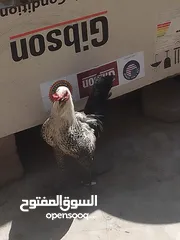  1 دجاج عرب لون مميز ديك فقط