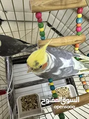 6 حبة كوكتيل