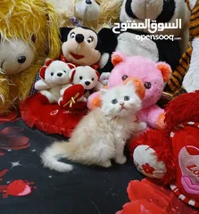  11 2بنات و2اولاد شيرازي بيور