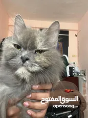  8 Persian cat