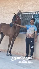  4 مهر عربي اصيل