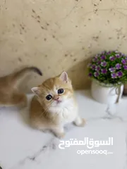  7 سكوتش برتش جولد ny12وny11