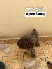  3 كلب مالتيز عمر 8