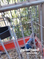  8 جوزين فيشر و روز الأسعار في الأسفل