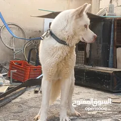  6 اناثي هاسكي في الزرقاء جنب مجمع الجديد جناعه