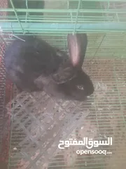  2 ارانب الماني للبيع