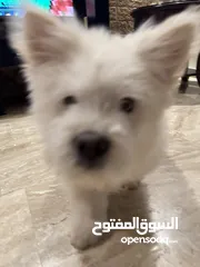  5 كلب ( تشاو تشار بيور)