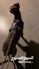  4 كلبة بيتبول