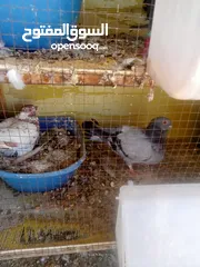  11 حمام للبيع