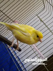  5 طائر كناري ذكر أصفر بالغ مع قفص