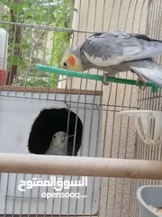  1 جوز كوكتيل للبيع