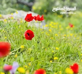  4 4 دونمات جلعد قرب مطعم نسيم الجبل