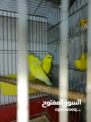  24 جوز حب هوجو رومو لاتينو  وردات فل شغال للبيع او للبدل علا جوز كنار .. اقرأ الوصف .. للبيع بدون قفص