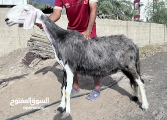  2 جاعدة نجدية بيور فاخره عشار من فحل صنف ماشاءالله