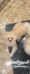  3 Pomeranian mini