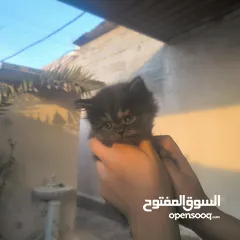  1 قطط اناث  شانشلا العمر 45 يوم عنواني ابو الخصيب حمدان سعر التك 75