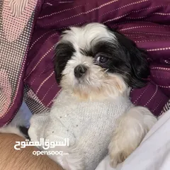  1 Shihtzu female dog for adoption