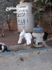  3 ذكر وانثيتين حبش للبيع
