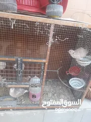  2 حمام ياكريم للبيع مع القفص اوبدون