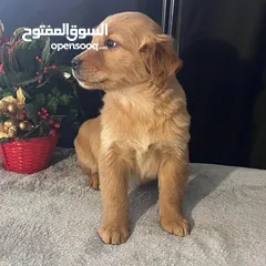  1 Golden Retriever Puppy