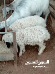 2 للبيع عبورتين وصخله