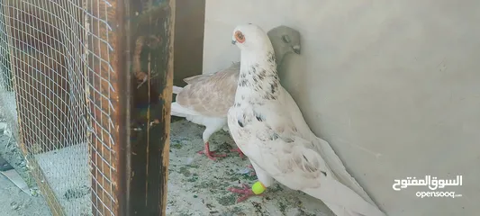  9 حمام للبيع