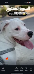  1 Dogo arganteno so danger and pretty at the same time  كلب دوجو ارجنتيتو للبيع لدواعي السفر