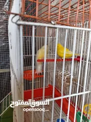  2 انثايتين كنار ليموني اليموني الغامقه جاهزه معبيه بدها تبيض اليموني الفاتح عمرها 5 أشهر شهر بتشتغل