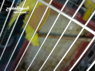  6 جوز حب هوجو رومو لاتينو  وردات فل شغال للبيع او للبدل علا جوز كنار .. اقرأ الوصف .. للبيع بدون قفص