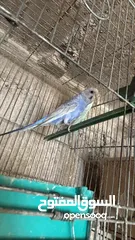  2 بسم الله الرحمن الرحيم اربع جواز حب رينبو كل لجواز تحتيهم بيض اشي قرب يفقص واشي جديد طبعاً اجواز