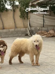  1 كلب هاسكي اصلي الحجم الكبير