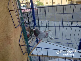  19 حمام بلدي وانواع اخره   بحاله ممتازة شغالات 14جوز وهاي بعض الصور