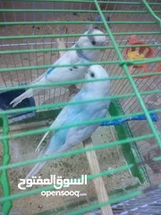  4 3 جواز حب مع فراخ  بيض مقفصات للبيع