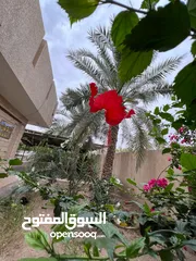  2 بستان للبيع / ابي الخصيب