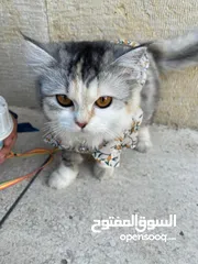  9 قطه للتبني انثى شيرازي