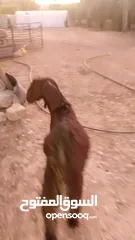  5 صخله صلات انبي عمر ثلاث شهور صحه ونضافه مكفوله من جميعو