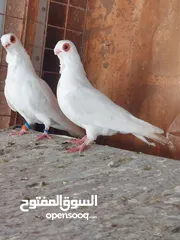  7 فحول وطواير للبيع