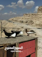  1 فراخ للبيع