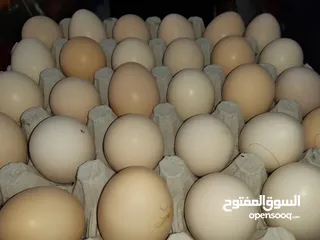  1 بيض عربي مخصب