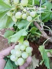  26 جميع أنواع أشجار الفواكة والحمضيات ( بلدي - مستورد )