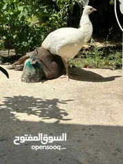  2 زوج طاوس نثيه وفحل العمر سنه ونص