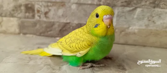  1 طيور حب نوعيه ممتازه